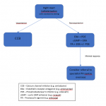 CMJ0032020-Figure-2-Algorithm-for-management-of-PH-after-right-heart-catheterisation